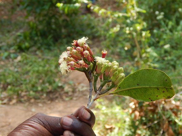 Nelkenblüte auf Sansibar