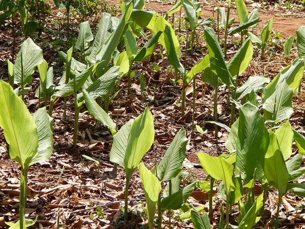 Kurkumapflanze auf Sansibar